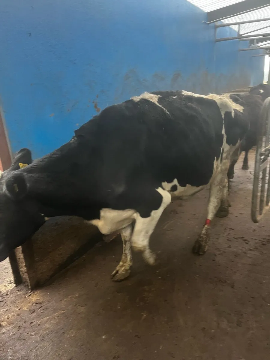 Cow for feeding calfs - Image 2