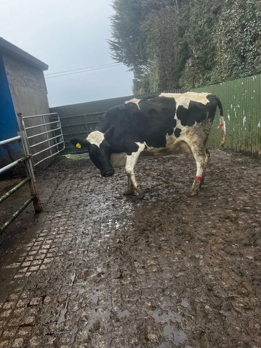 Cow for feeding calfs - Image 3