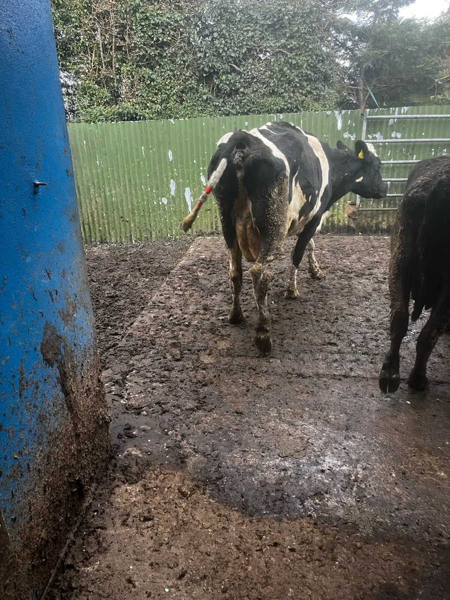 Cow for feeding calfs - Image 4