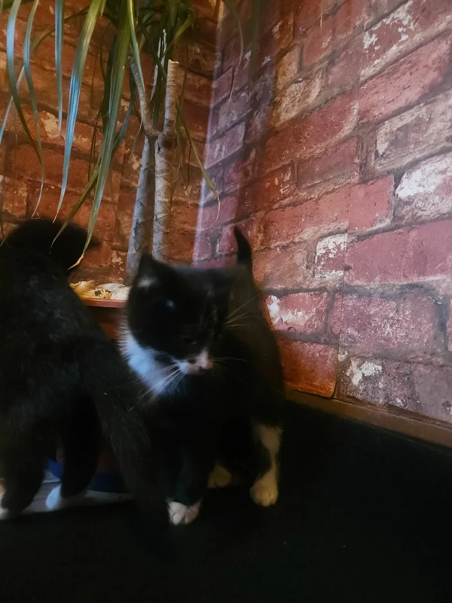 Kittens - Image 3