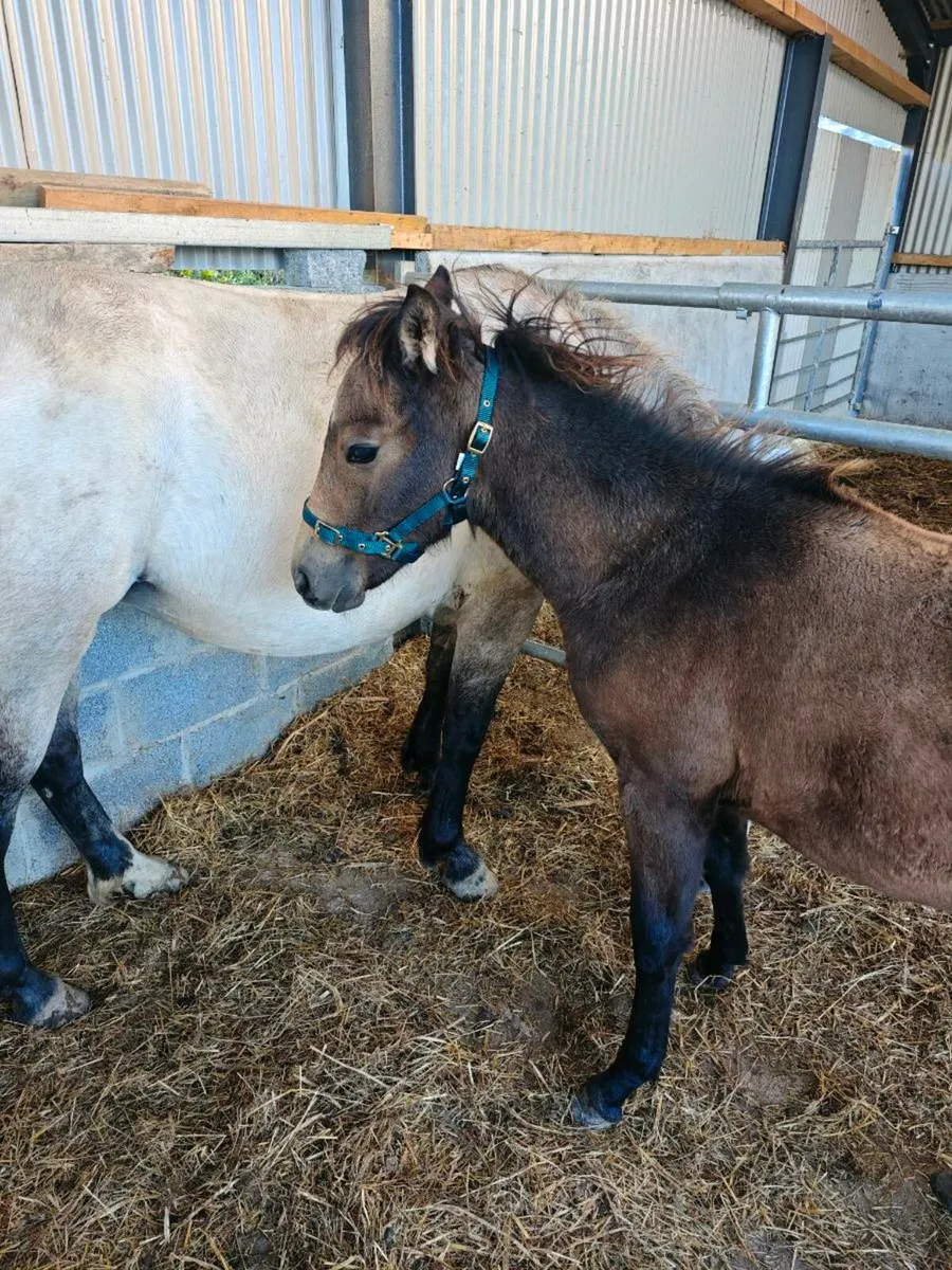Connemara dun filly foal - Image 2