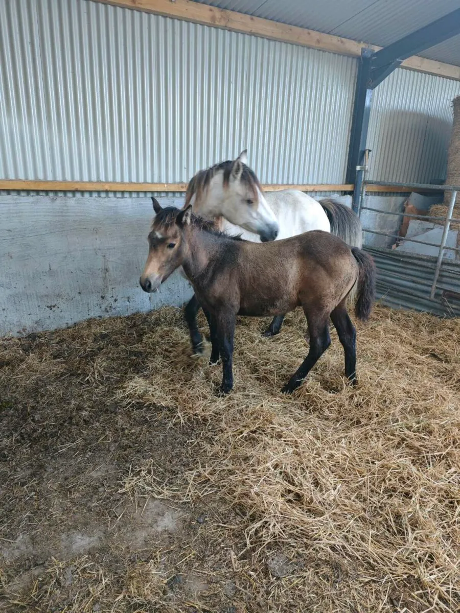 Connemara dun filly foal - Image 3
