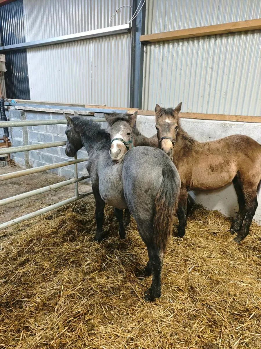 Connemara dun filly foal - Image 4