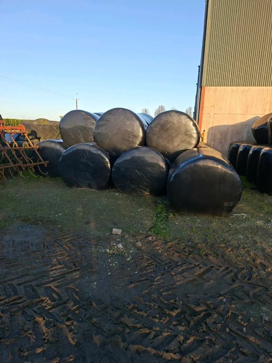 Silage for sale - Image 4