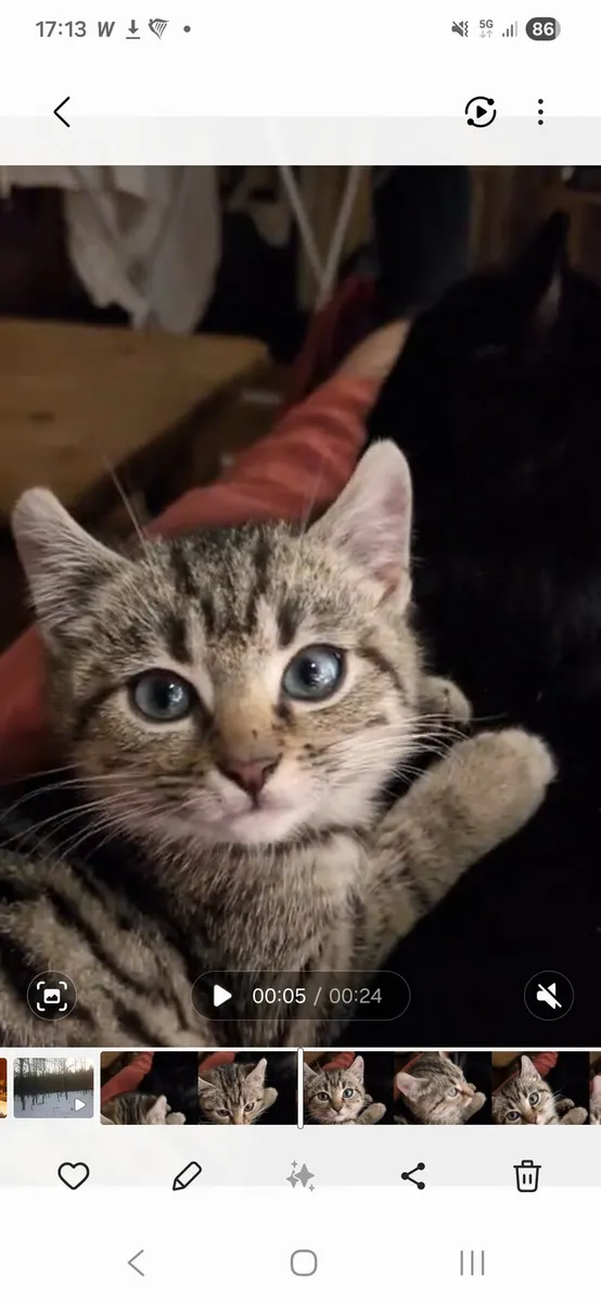 Oscar 3 month old kitten - Image 1