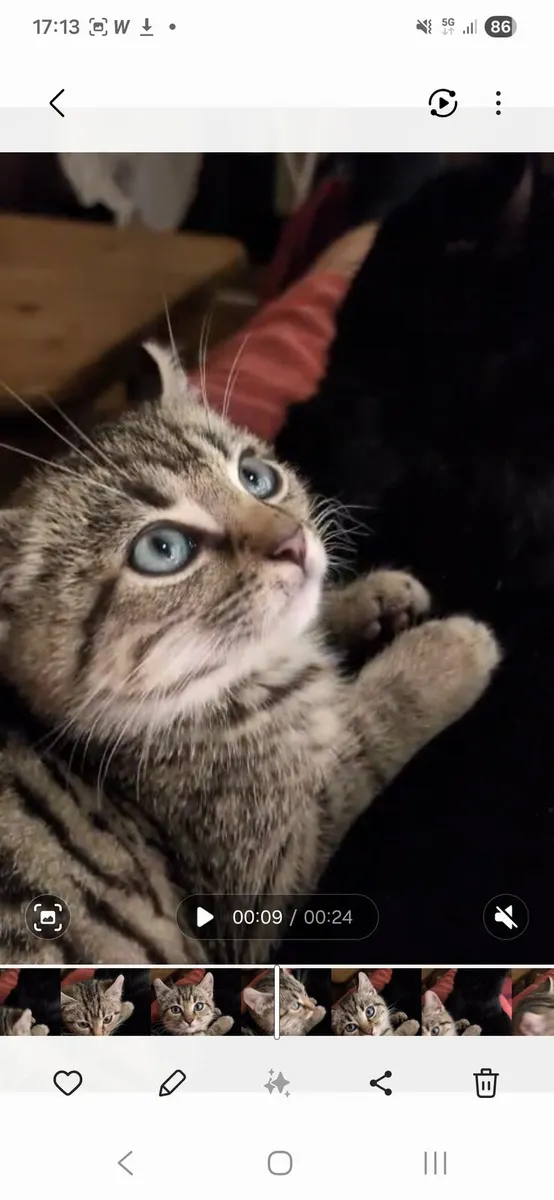 Oscar 3 month old kitten - Image 2