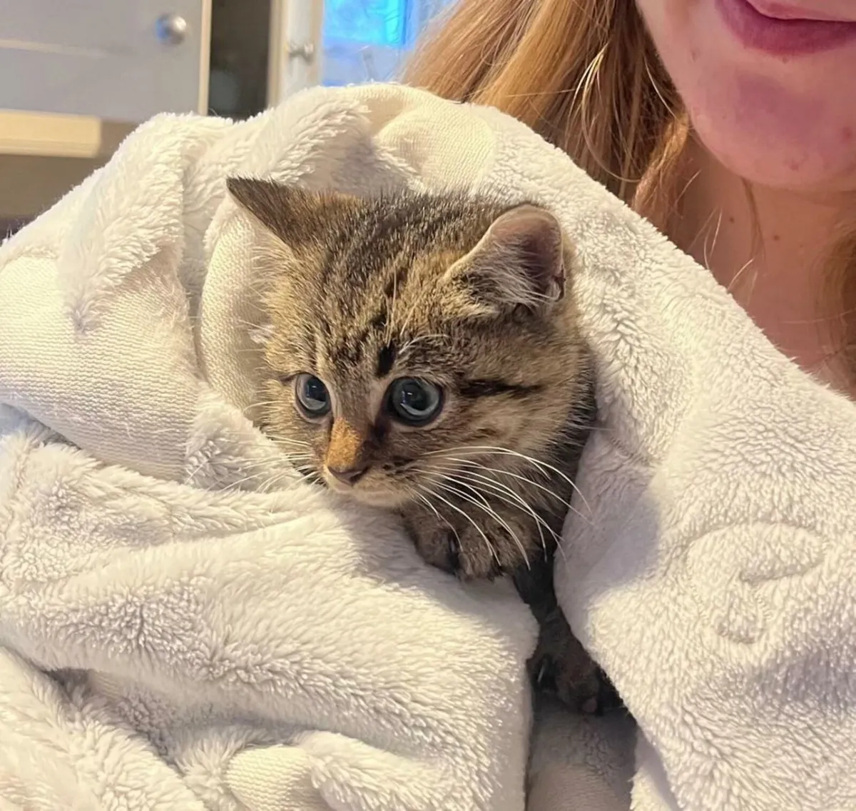 Oscar 3 month old kitten - Image 3