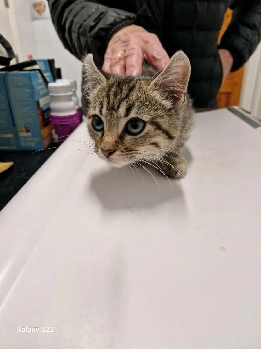 Oscar 3 month old kitten - Image 4