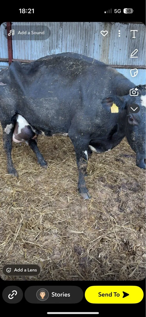 All Types of Cows and Cattle Purchased