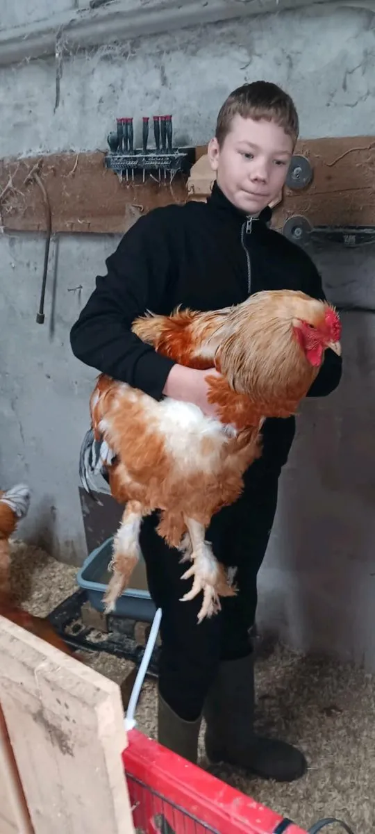 Brahma cockerals - Image 1