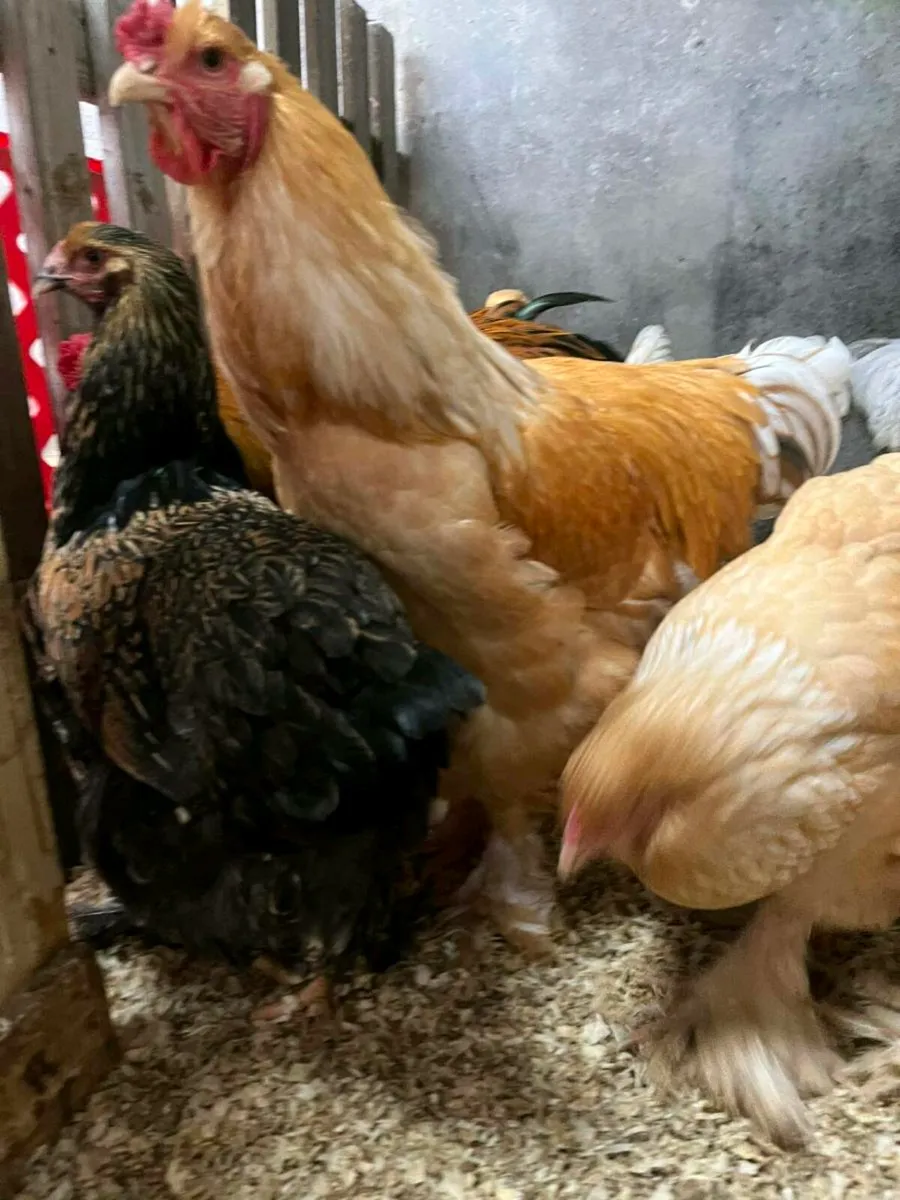 Brahma cockerals - Image 2