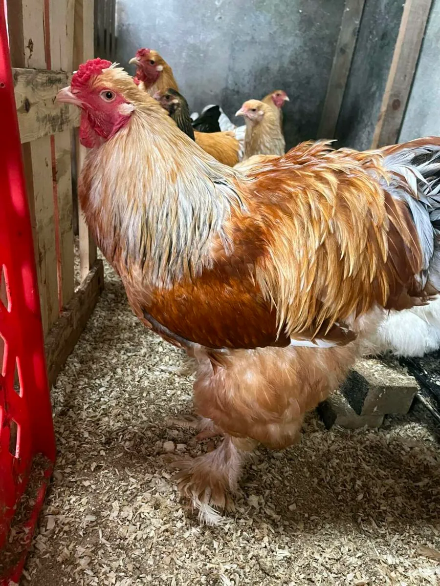 Brahma cockerals - Image 4