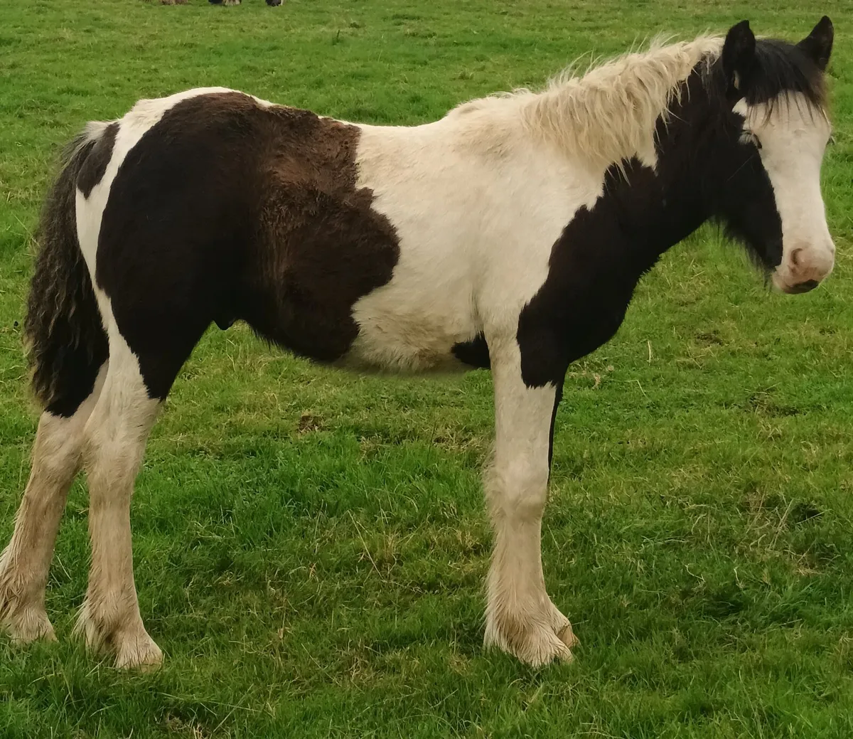 Future child's pony - Image 2