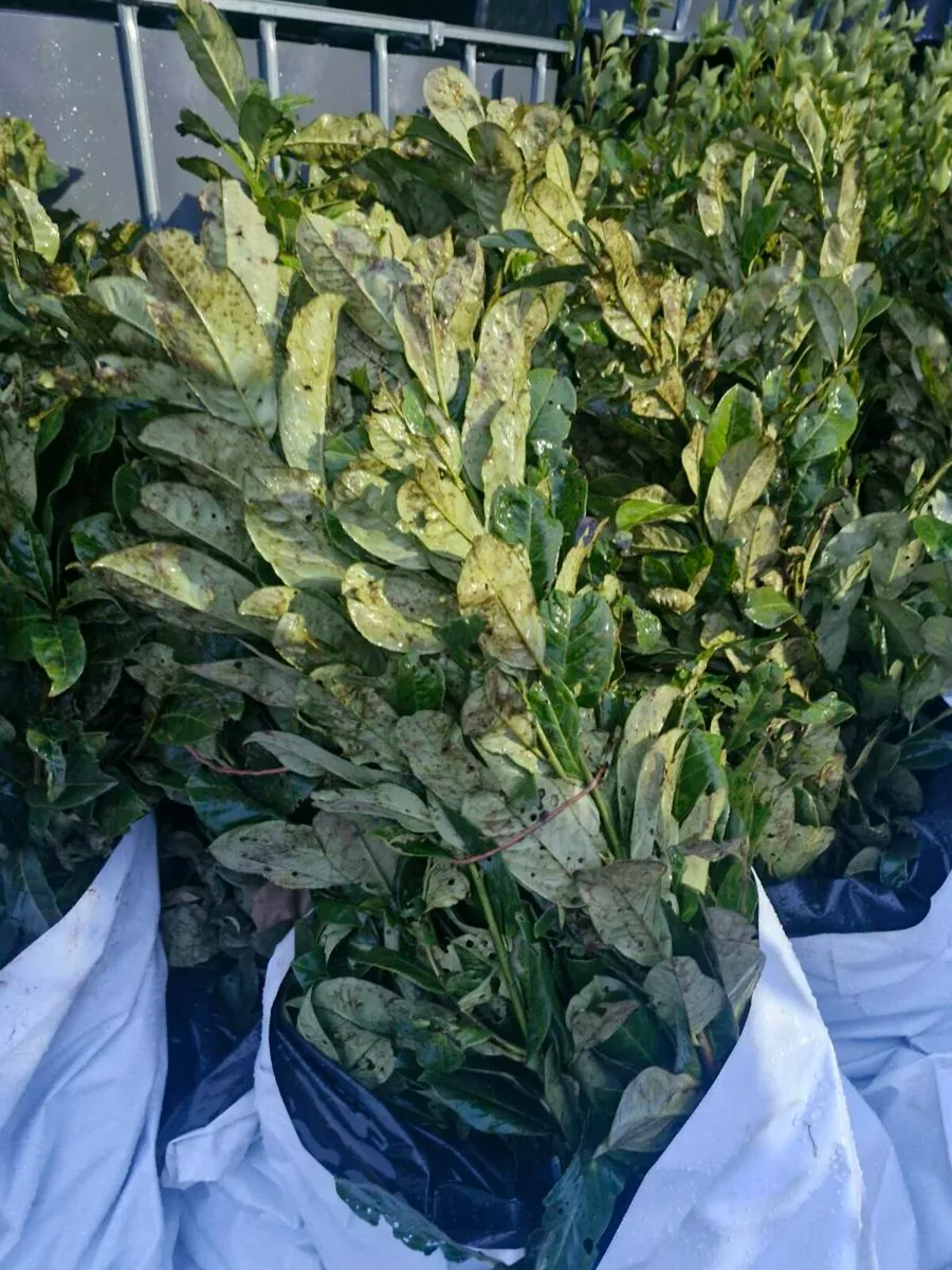 Bareroot 3 ft plus laurels