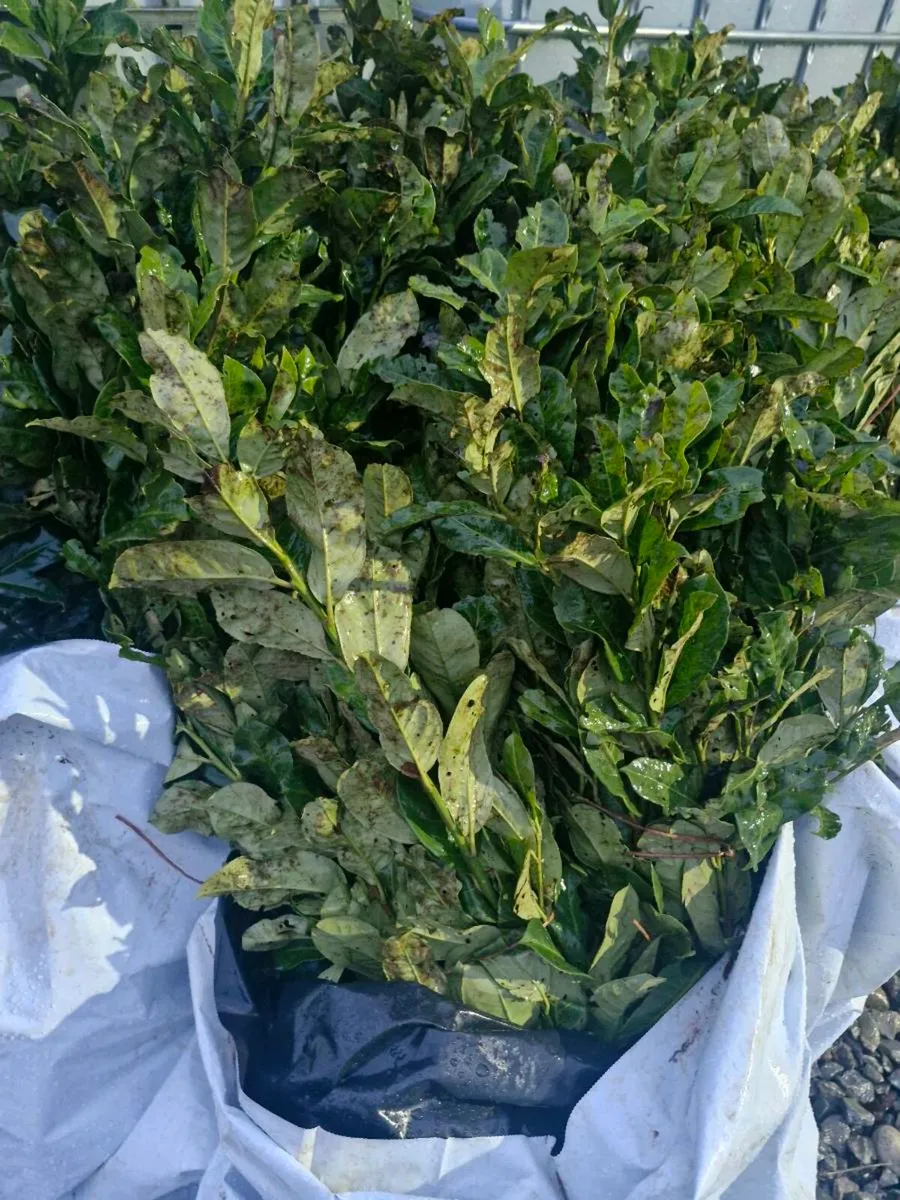 Bareroot laurels for sale - Image 1