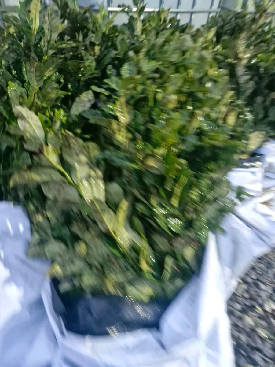 Bareroot laurels for sale - Image 2