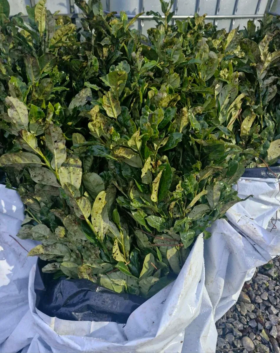 Bareroot laurels for sale - Image 3