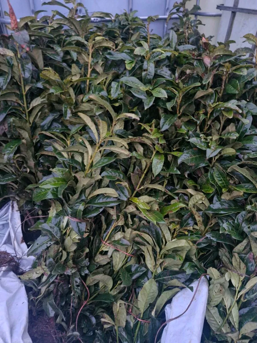Bareroot laurels for sale - Image 4