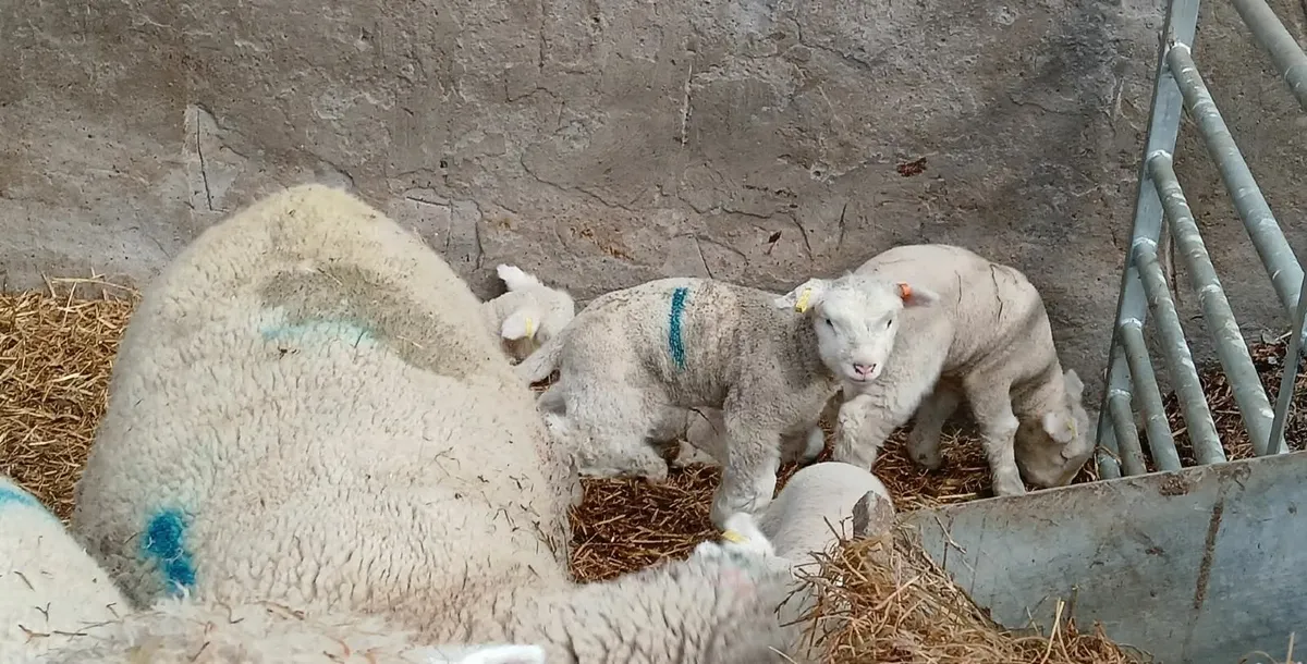 Dorset ewes with lambs at foot - Image 2