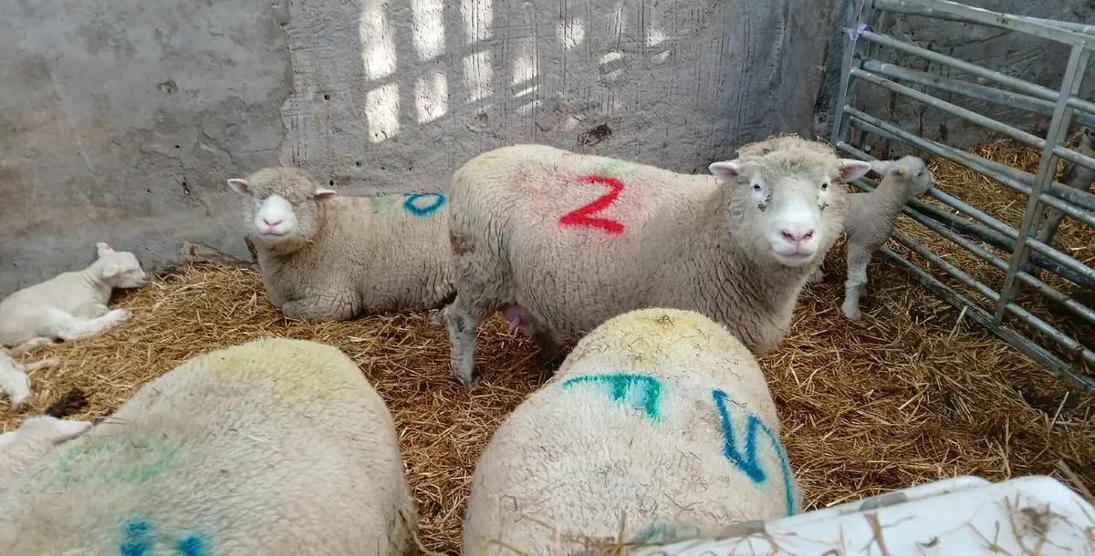Dorset ewes with lambs at foot - Image 4