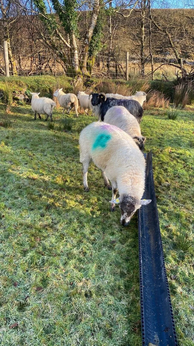 Ewes for sale - Image 3