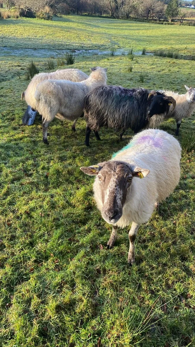 Ewes for sale - Image 4