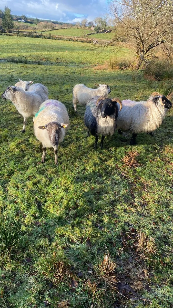 Ewes for sale - Image 2