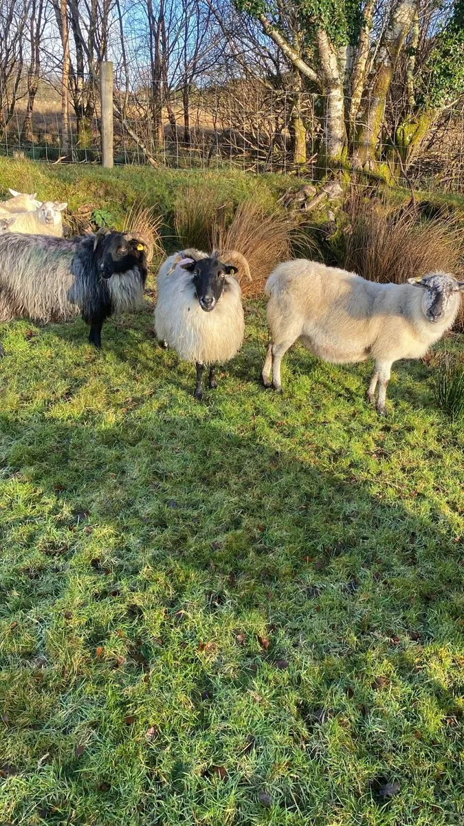 Ewes for sale - Image 1