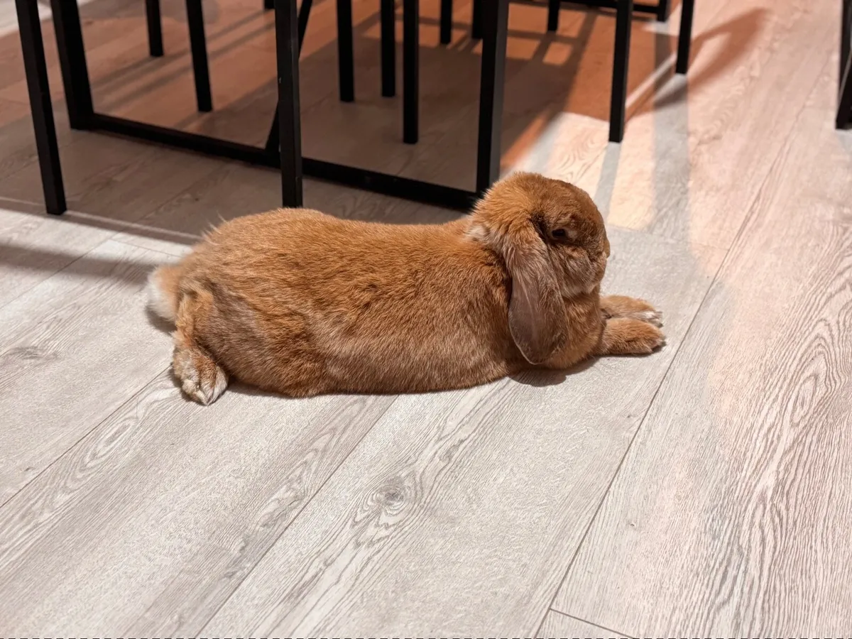 🐰 Male French Lop Rabbit – Looking for a Loving H - Image 1