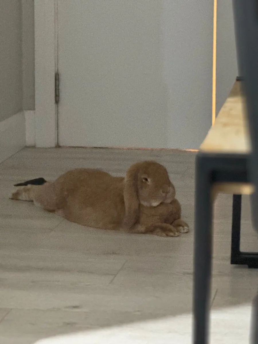 🐰 Male French Lop Rabbit – Looking for a Loving H - Image 3