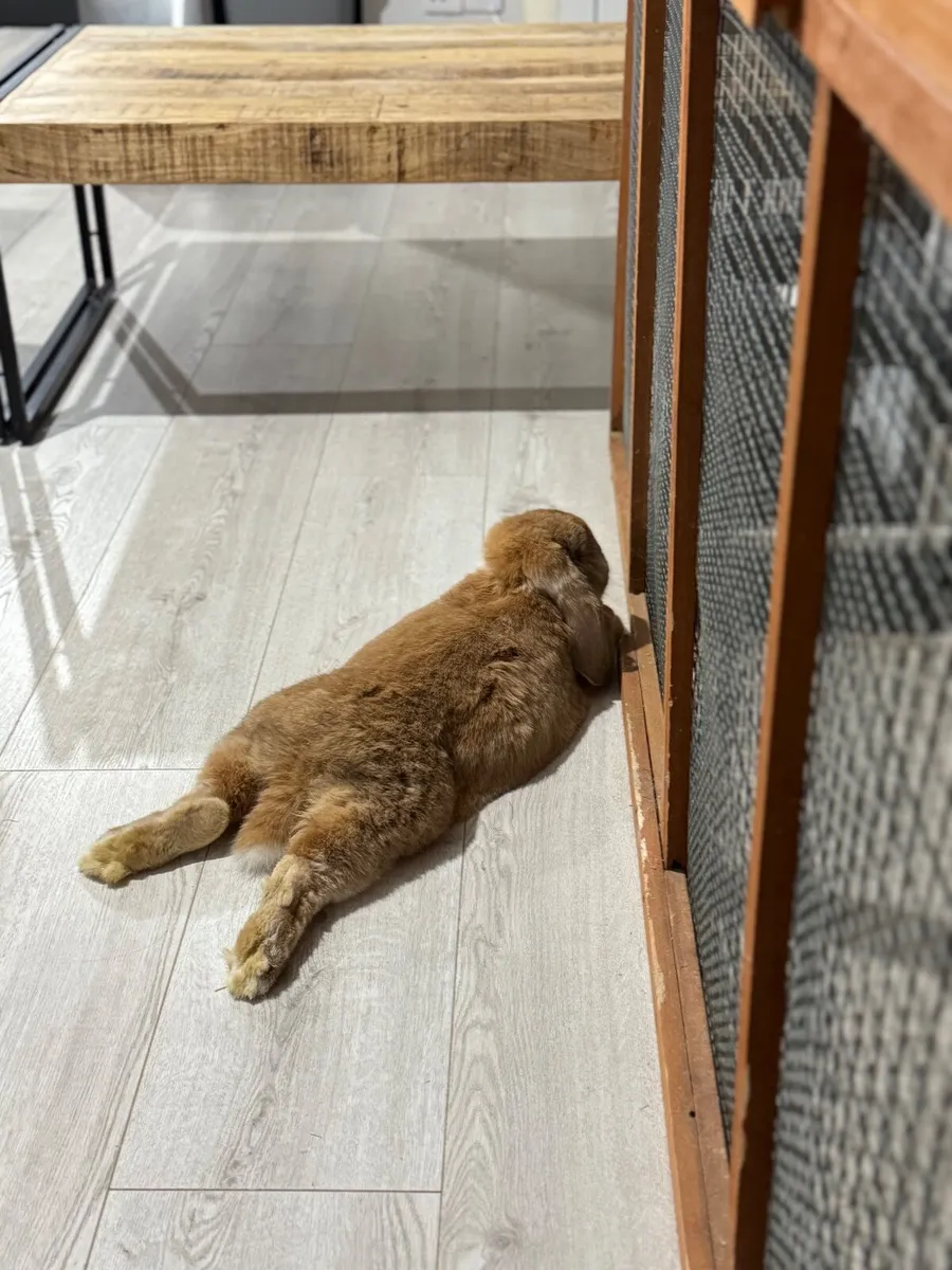 🐰 Male French Lop Rabbit – Looking for a Loving H - Image 4