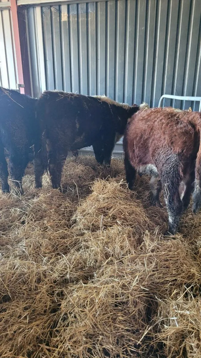 Suckler bred Hereford bulls - Image 2