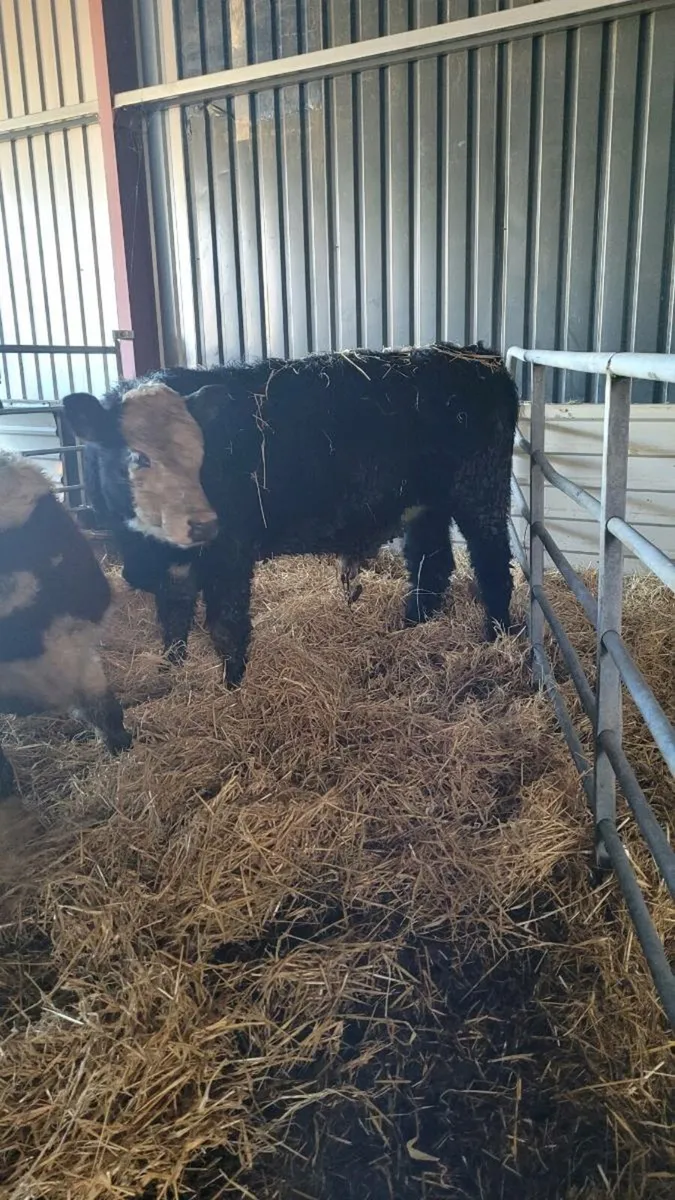 Suckler bred Hereford bulls - Image 1