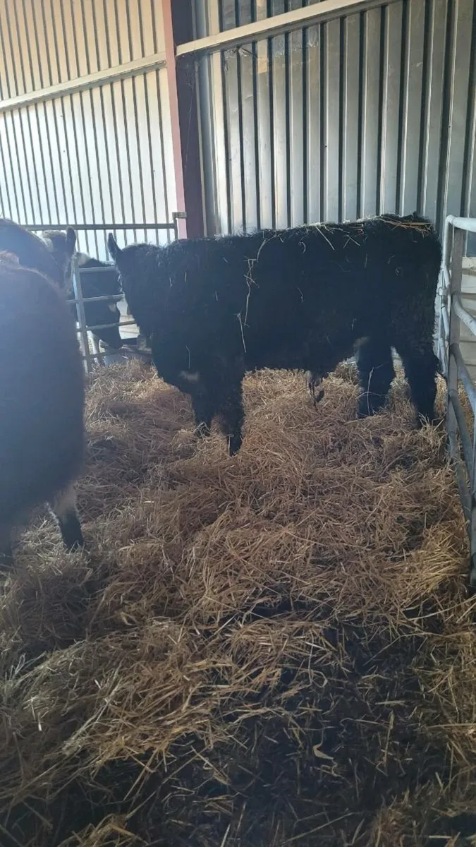 Suckler bred Hereford bulls - Image 3