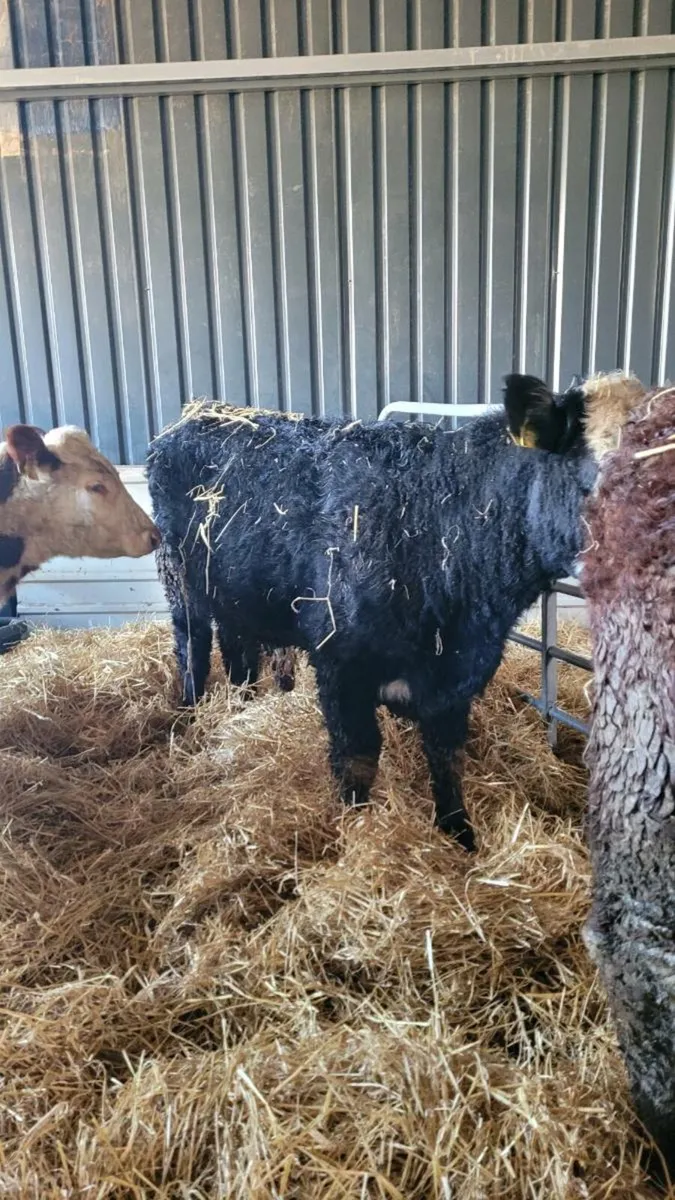 Suckler bred Hereford bulls - Image 4