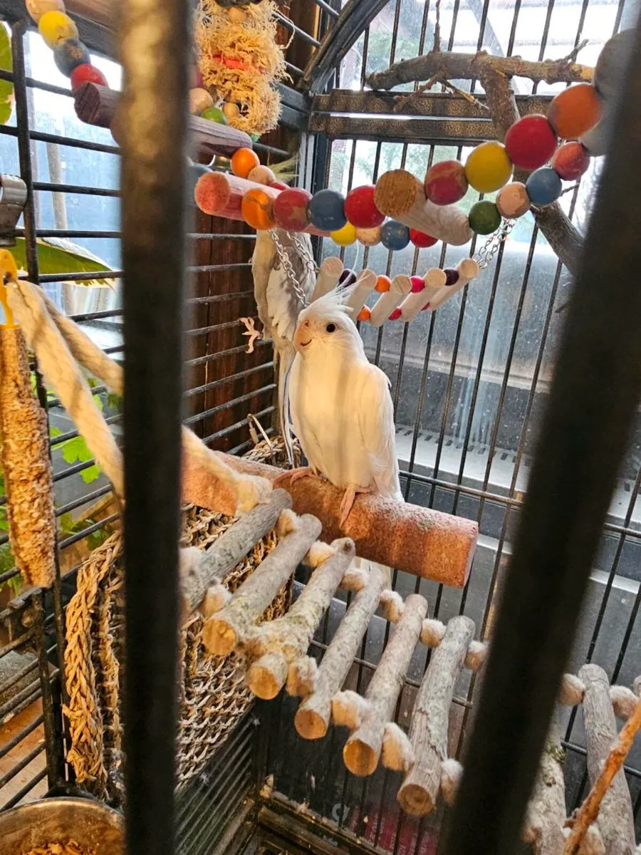 For sale: a female and a male cockatiel - Image 1