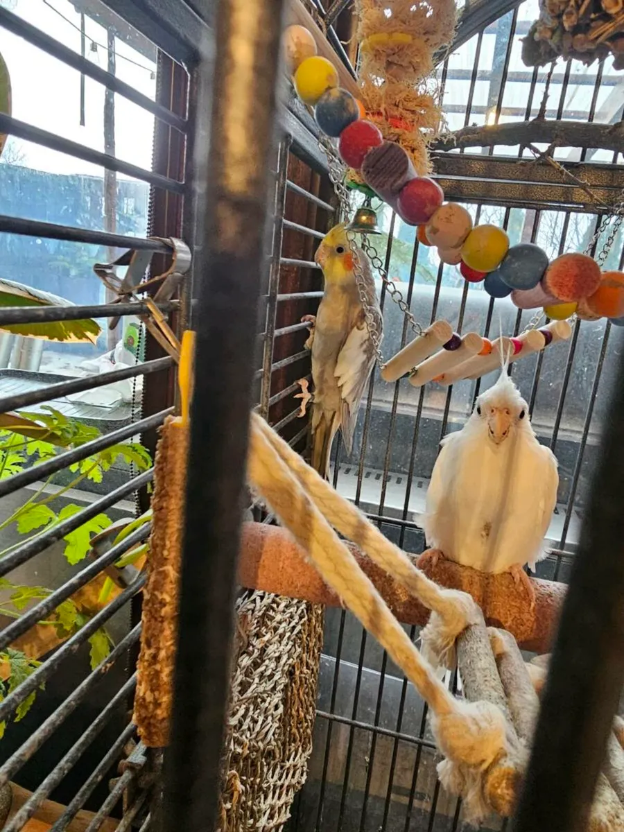 For sale: a female and a male cockatiel - Image 2