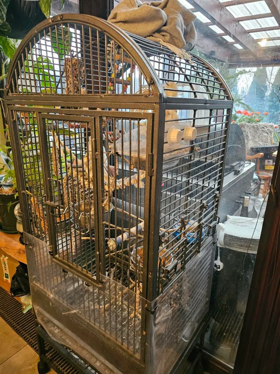 For sale: a female and a male cockatiel - Image 3