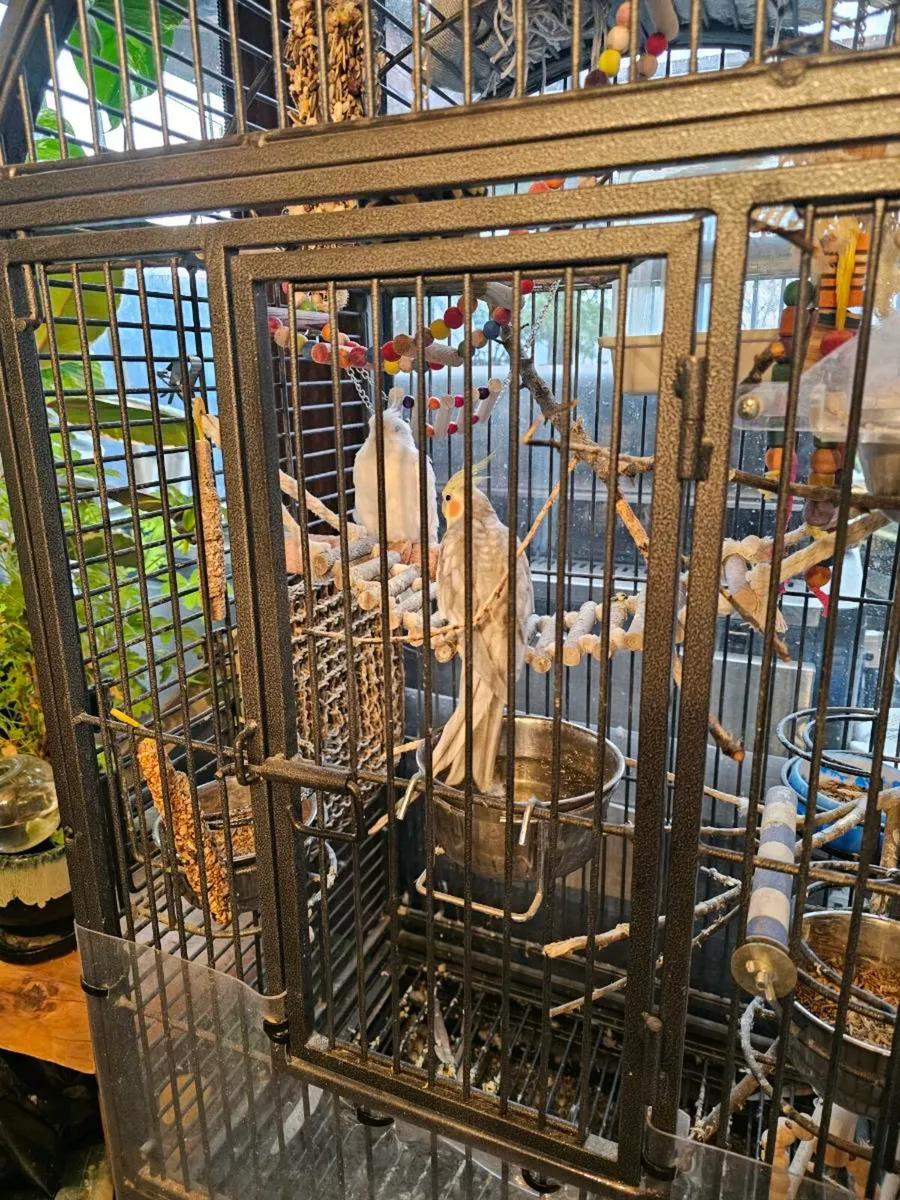 For sale: a female and a male cockatiel - Image 4