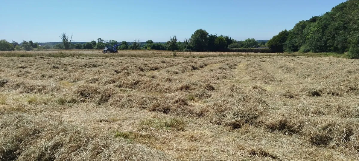 Hay for horses - Image 3