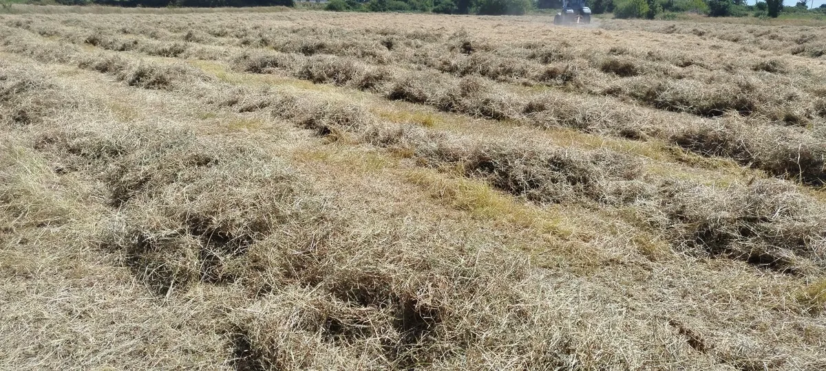 Hay for horses - Image 1
