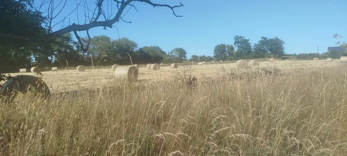 Hay for horses - Image 4