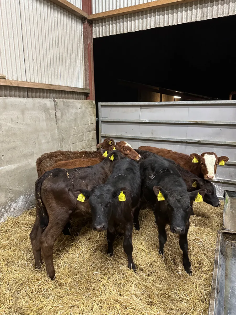 Lim heifers - Image 1