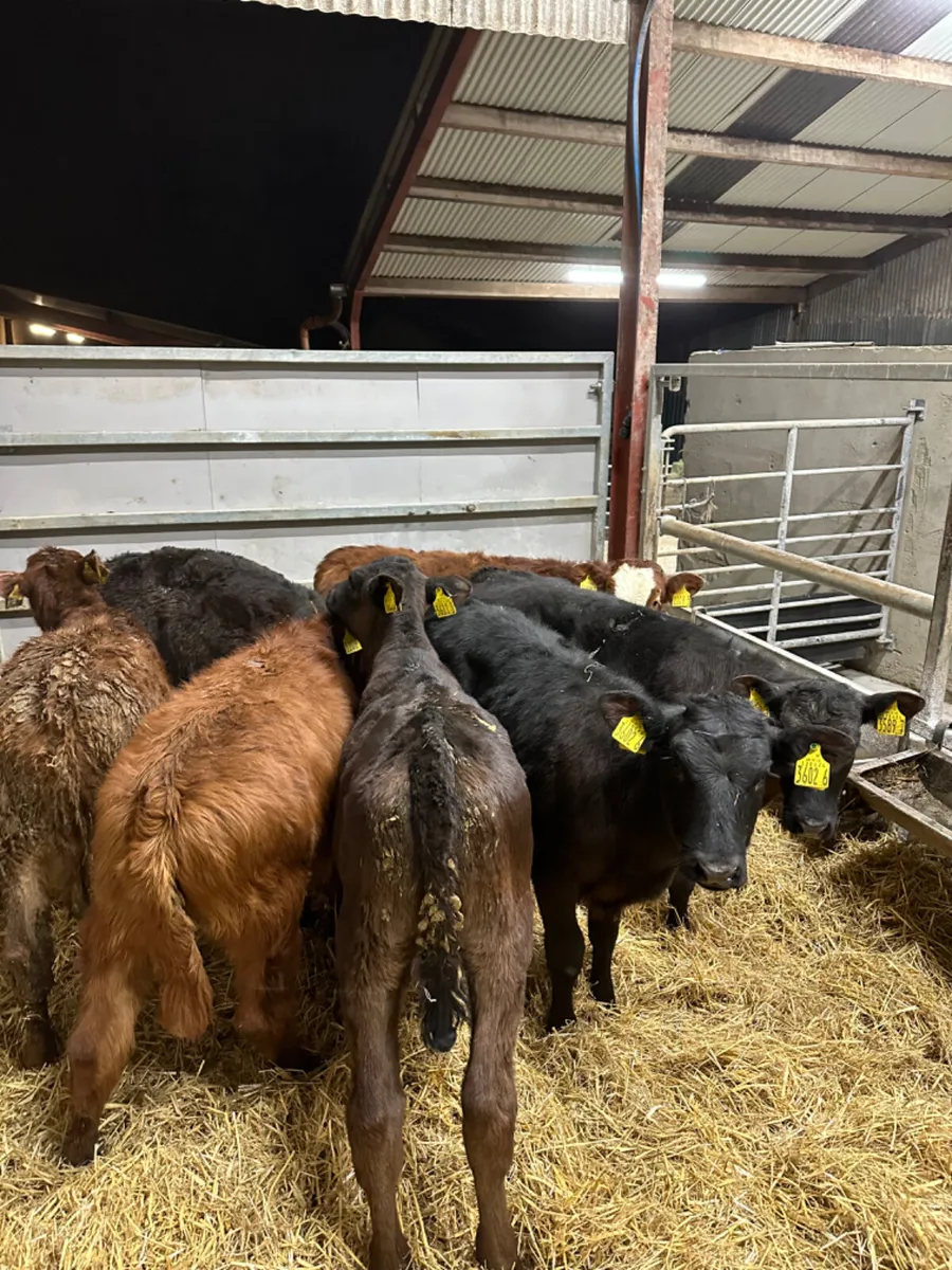 Lim heifers - Image 2