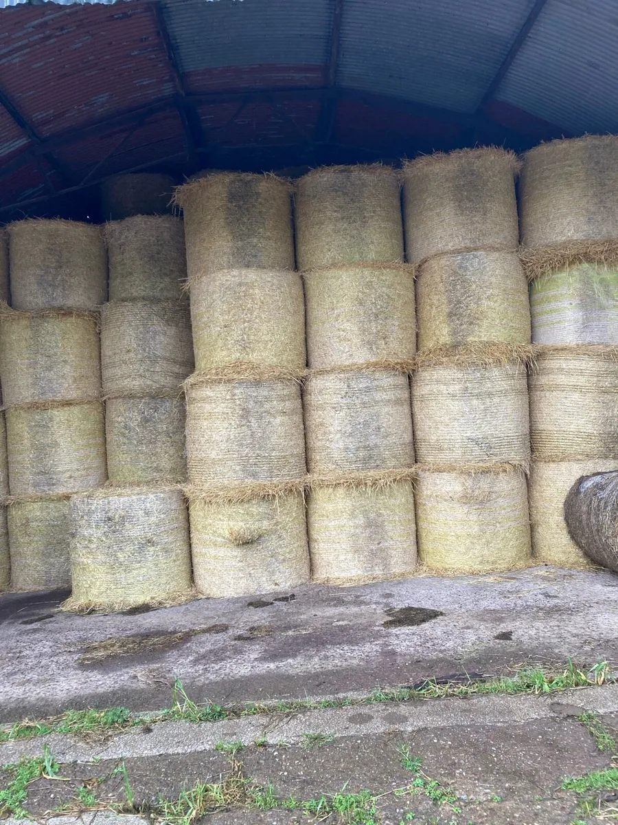 Feeding Or Bedding Straw