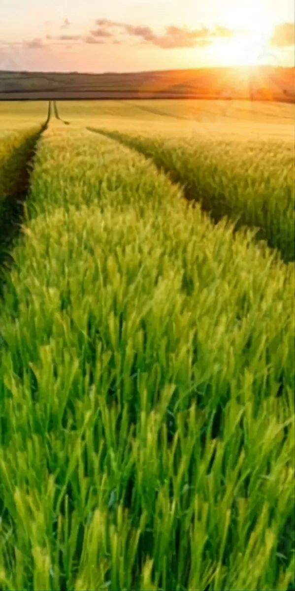 Seed dressing service - Image 1