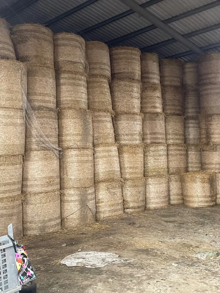 Spring barley straw - Image 2