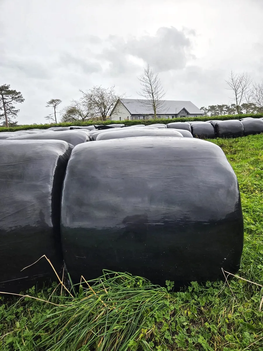 Silage Bales For sale - Image 1