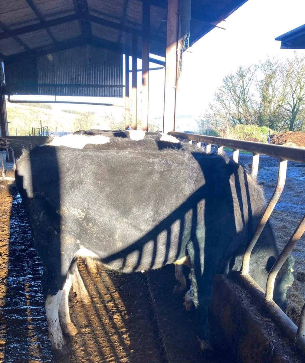 Dairy Cattle - Image 2