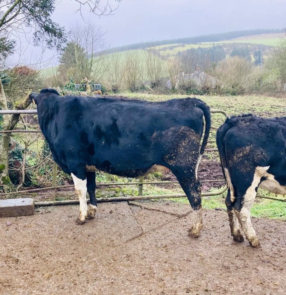 Dairy Cattle - Image 3